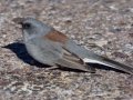 Gray-headed Junco