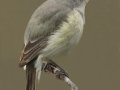 Gray Vireo