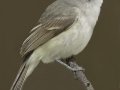 Gray Vireo