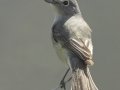 Gray Vireo