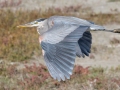 Great Blue Heron - Robb Field