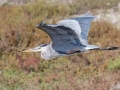 Great Blue Heron - Robb Field