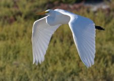 Great Egret