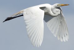 Great Egret