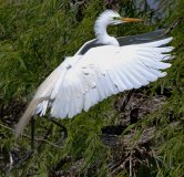 Great Egret