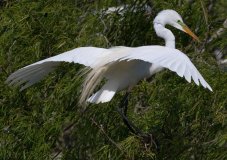Great Egret