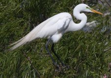 Great Egret