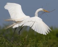 Great Egret