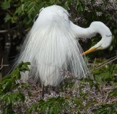 Great Egret
