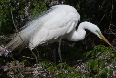 Great Egret
