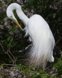 Great Egret