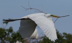 Great Egret