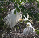 Great Egret
