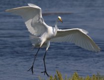 Great Egret