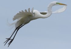 Great Egret