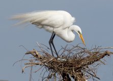 Great Egret