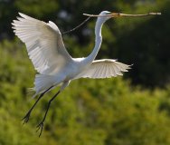 Great Egret