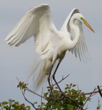 Great Egret