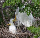Great Egret