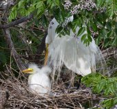 Great Egret - Lindo Lakes, March 30, 2016