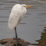 Great Egret