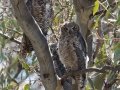 Great Horned Owl