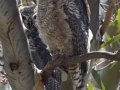 Great Horned Owl
