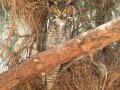 Great Horned Owl