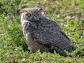 Great Horned Owl
