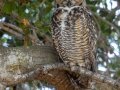 Great Horned Owl