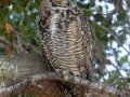 Great Horned Owl