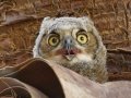 Great Horned Owl