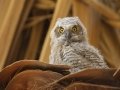 Great Horned Owl