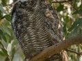 Great Horned Owl