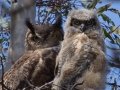 Great Horned Owl