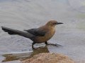 Great-tailed Grackle - Bolsa Chica Ecological Reserve, Orange, California, 1/13/2016