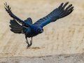 Great-tailed Grackle - Border Field State Park, San Diego, California, 4/11/2016