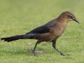 Great-tailed Grackle - Lindo Lake, San Diego, California, Nov 15, 2017