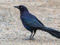Great-tailed Grackle - Lake Cuyamaca, San Diego, California, Feb 1, 2019