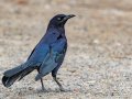 Great-tailed Grackle - Lake Cuyamaca, San Diego, California, Feb 1, 2019