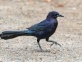 Great-tailed Grackle - Lake Cuyamaca, San Diego, California, Feb 1, 2019