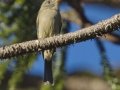Greater Pewee