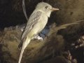 Greater Pewee