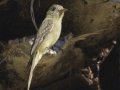 Greater Pewee