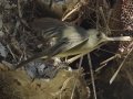 Greater Pewee