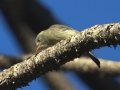 Greater Pewee