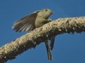 Greater Pewee