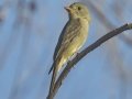 Greater Pewee