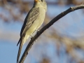 Greater Pewee