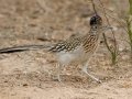 Greater Roadrunner